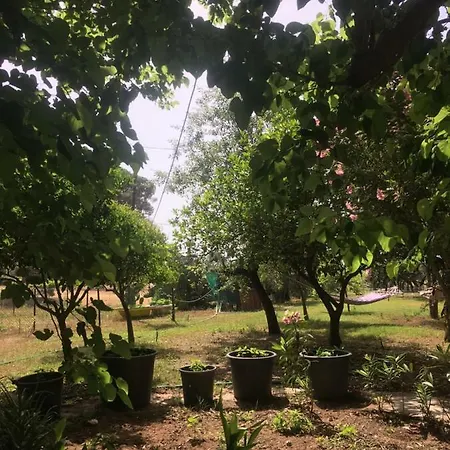Billur Pension Gasthof Çıralı