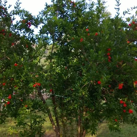 Gasthof Billur Pension
