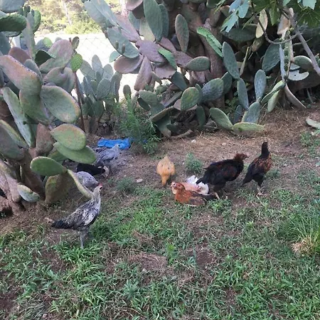 Billur Pension בית הארחה *